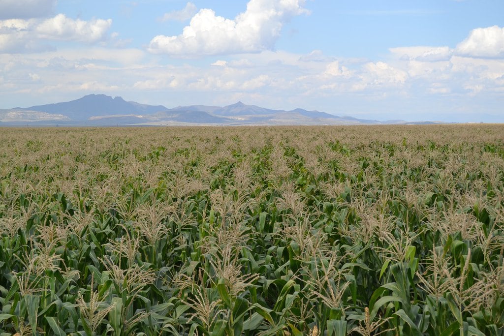 DA wants to ensure disaster support for Free State agriculture